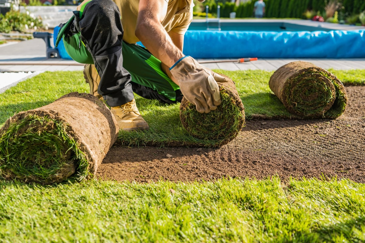 Natural grass turfs being installed